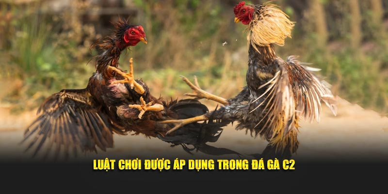 Luật chơi được áp dụng trong   đá gà C2